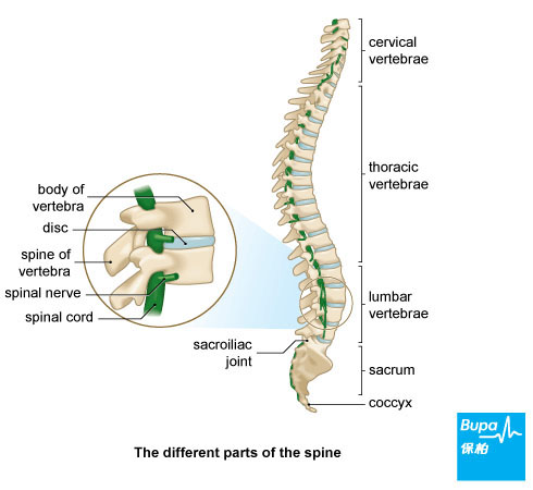 Backpain_Spine-Eng