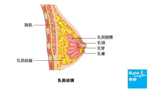 breast_chi