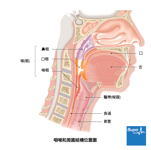 Pharyngitis-Chi